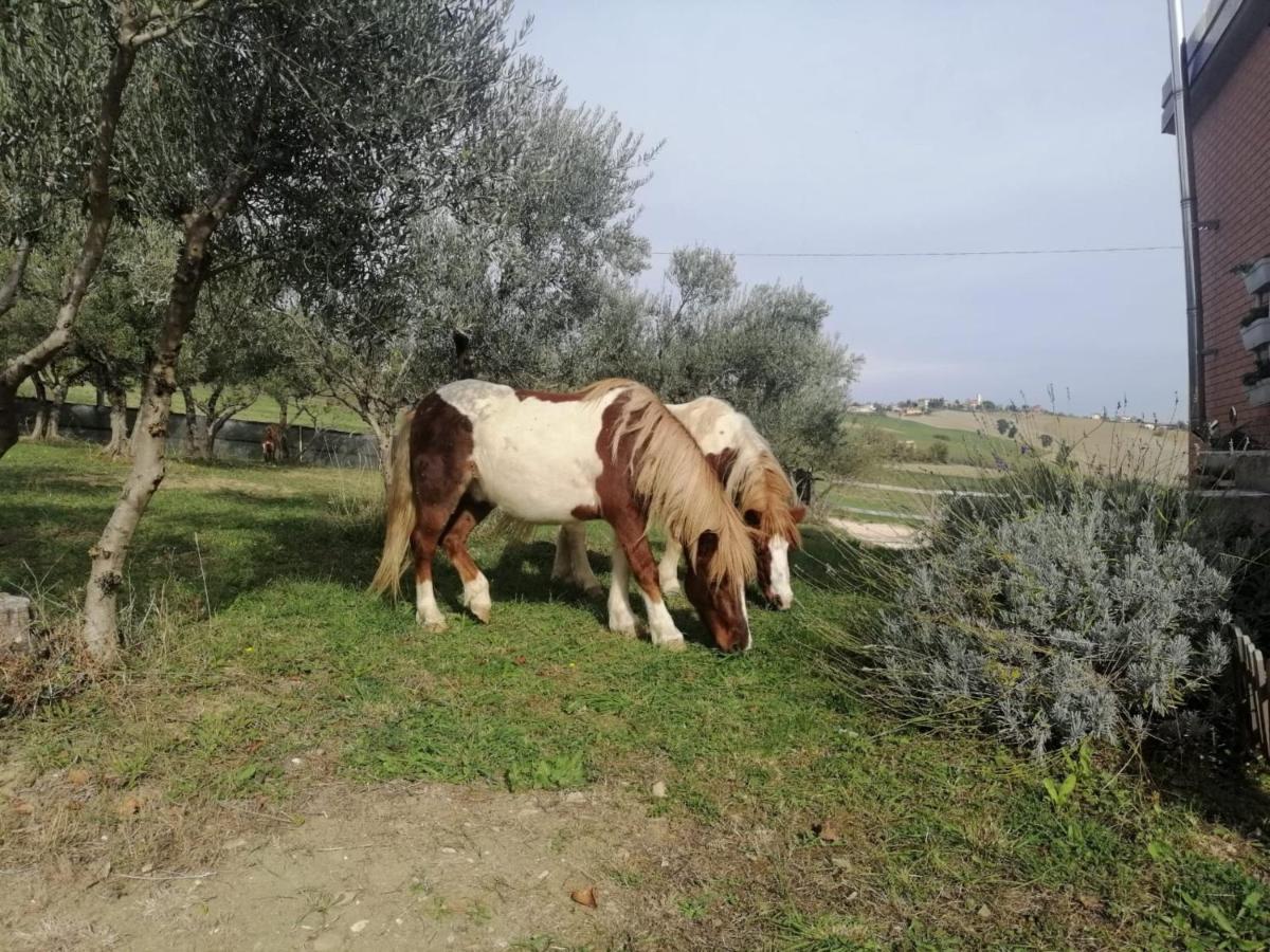 הוילה טולנטינו Casa Degli Ulivi מראה חיצוני תמונה